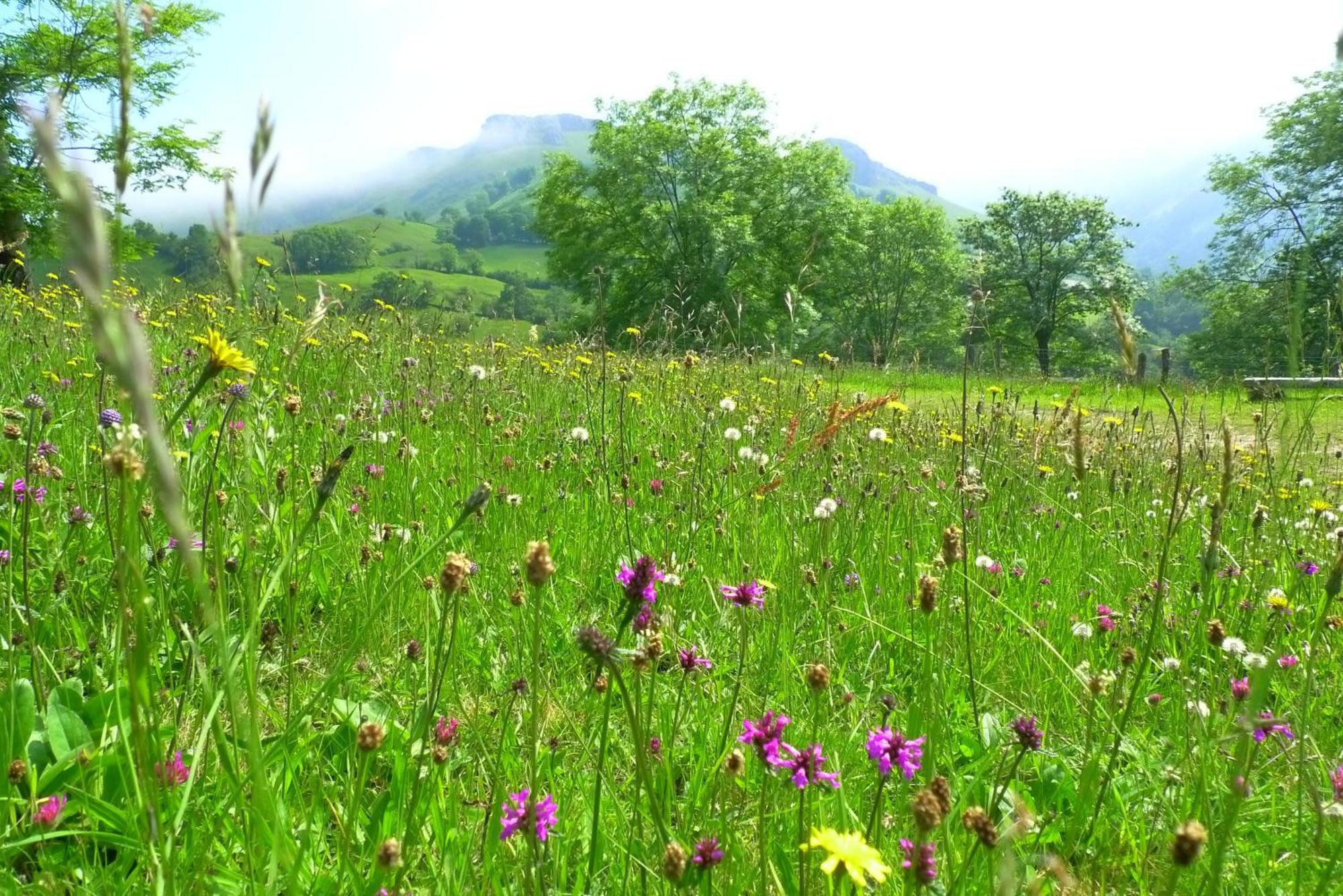 La Pasiega San Roque de Ríomiera Dış mekan fotoğraf